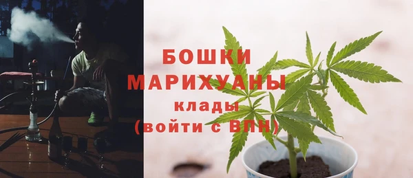 прущие грибы Абаза